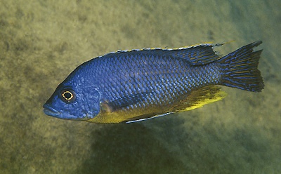 Protomelas sp. 'hertae' Thumbi West Island